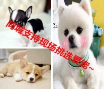 本地出售各类名犬、特价直销、健康质保、欢迎现场选购